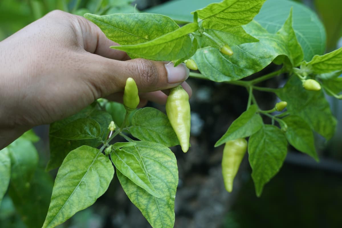 Management of Black Thrips in Chilli Peppers7