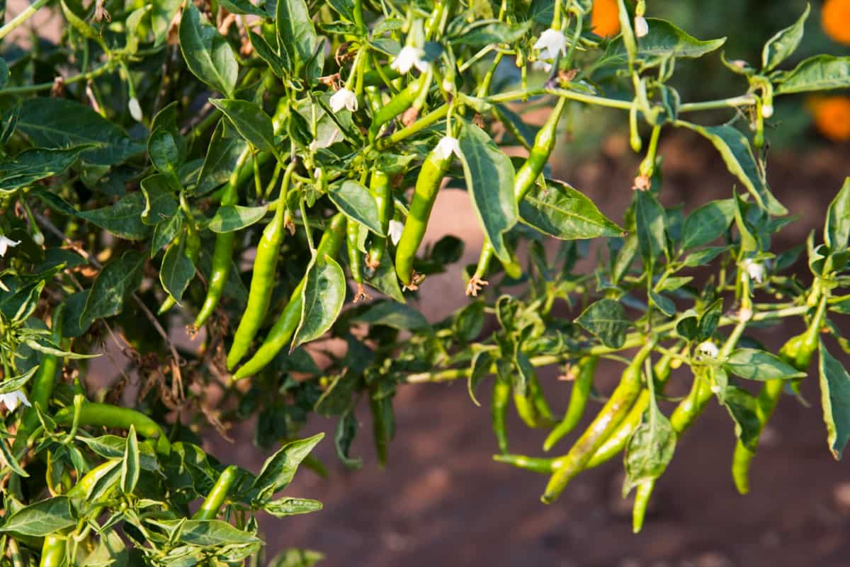 Chili plant growing in a vegetable garden