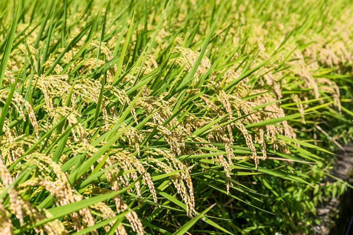 Management of Grassy Weeds in Direct-Seeded Rice