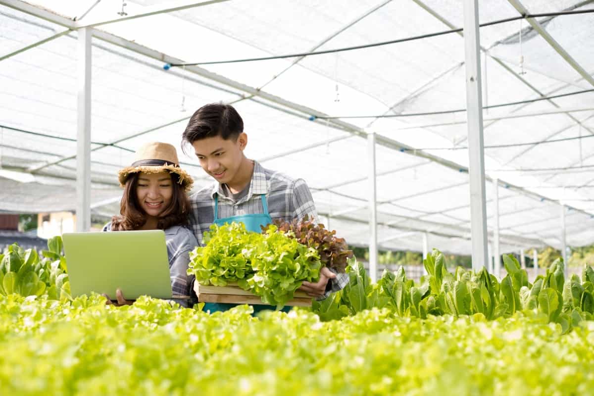 Hydroponic Lettuce Farming