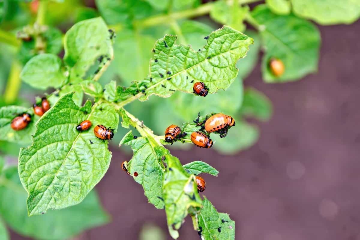 Management of Pests and Diseases in Home Garden
