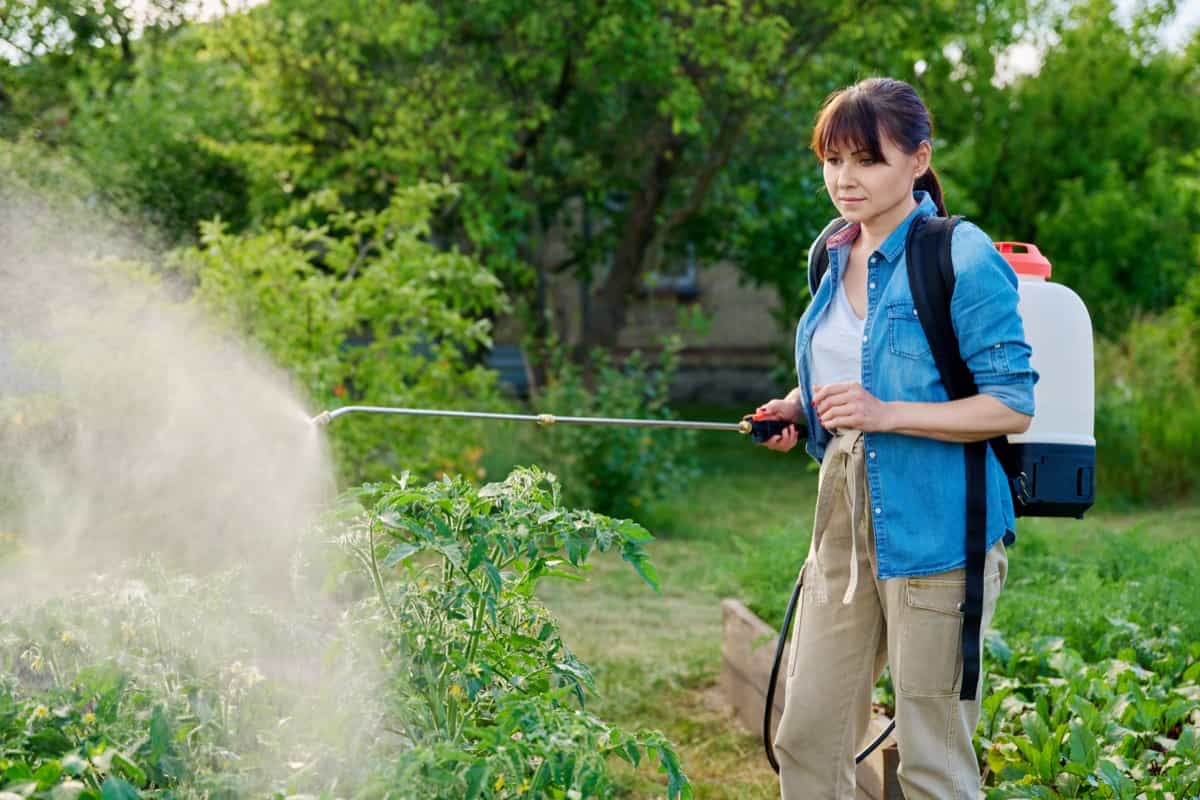 Gardener with spray backpack spraying tomato plants in garden