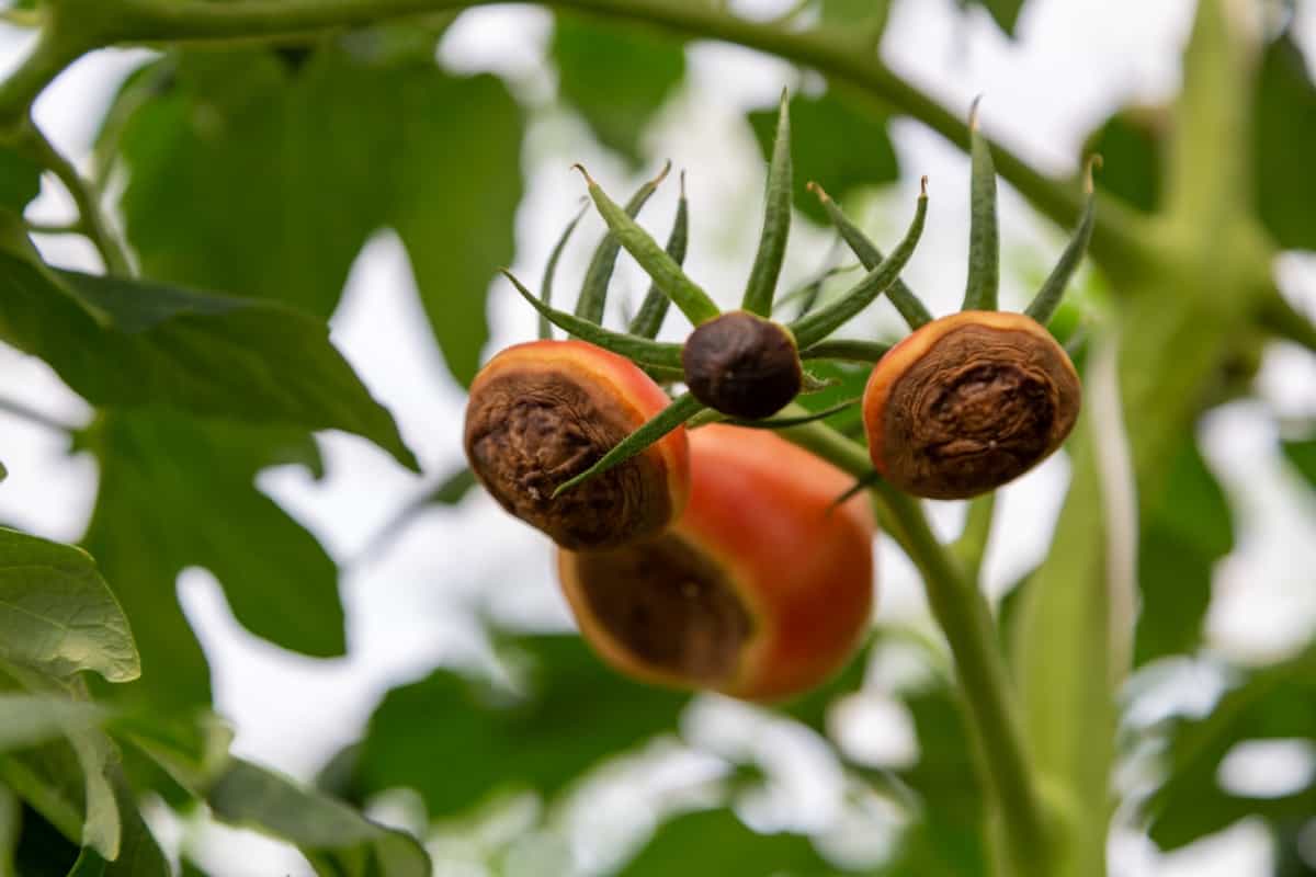 unripe, young tomato fruits affected by blossom end rot