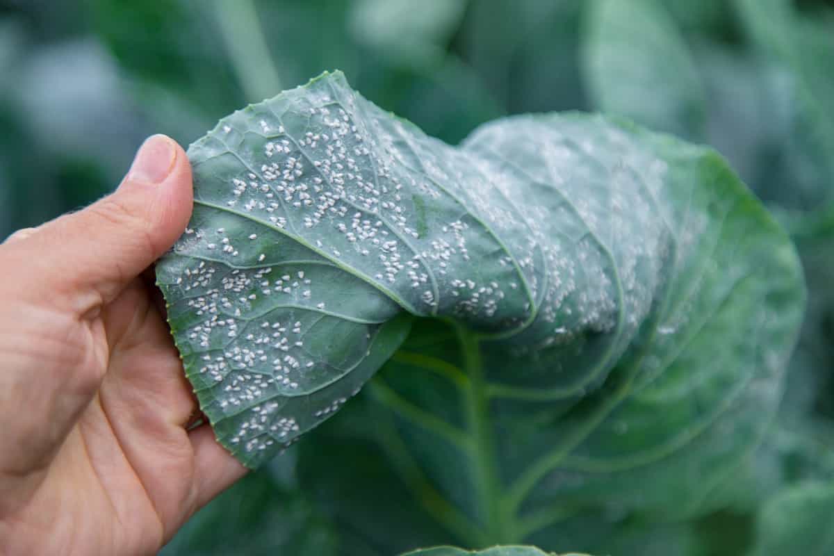 Whitefly pest on cabbage leaves in the garden
