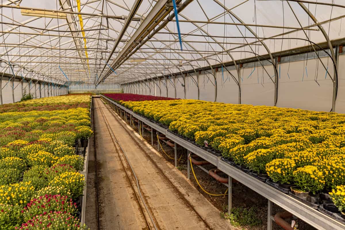 Greenhouse filled with chrysanthemums