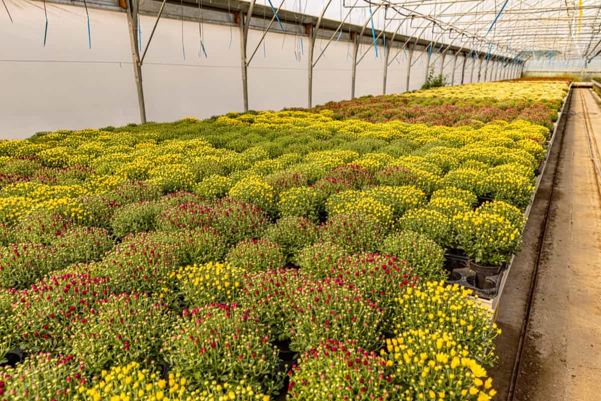 Chrysanthemum plants in a plant nursery