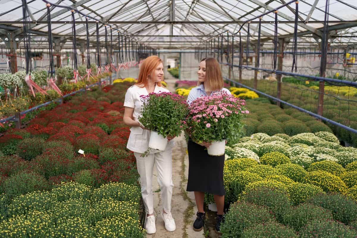greenhouse flower farming