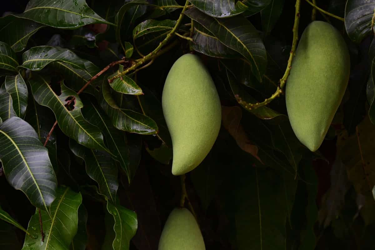 Mangoes Ready to Harvest 