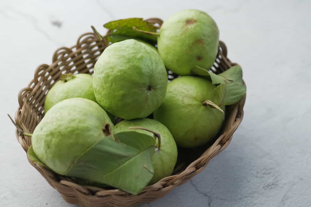 Freshly harvested Guava