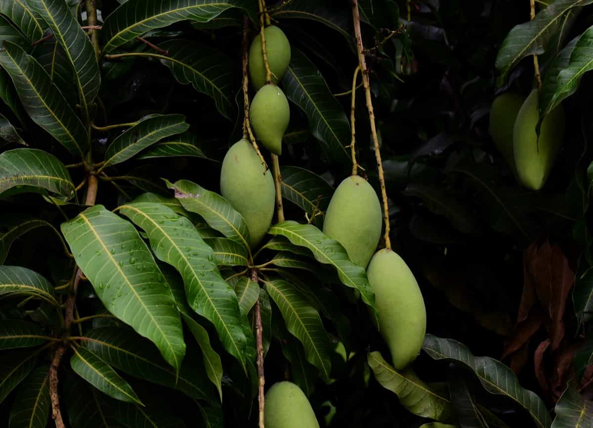Green mangoes hanging on the tree