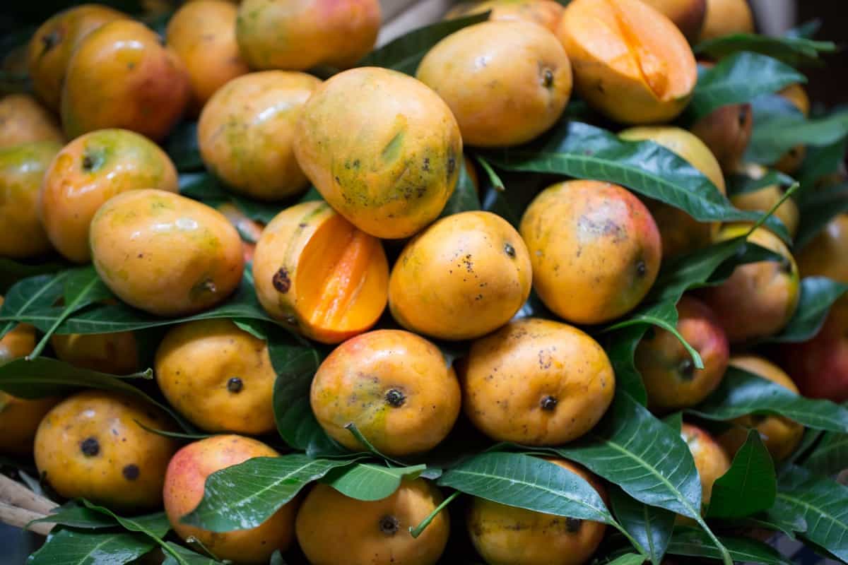 fresh mangoes in the Indian market 