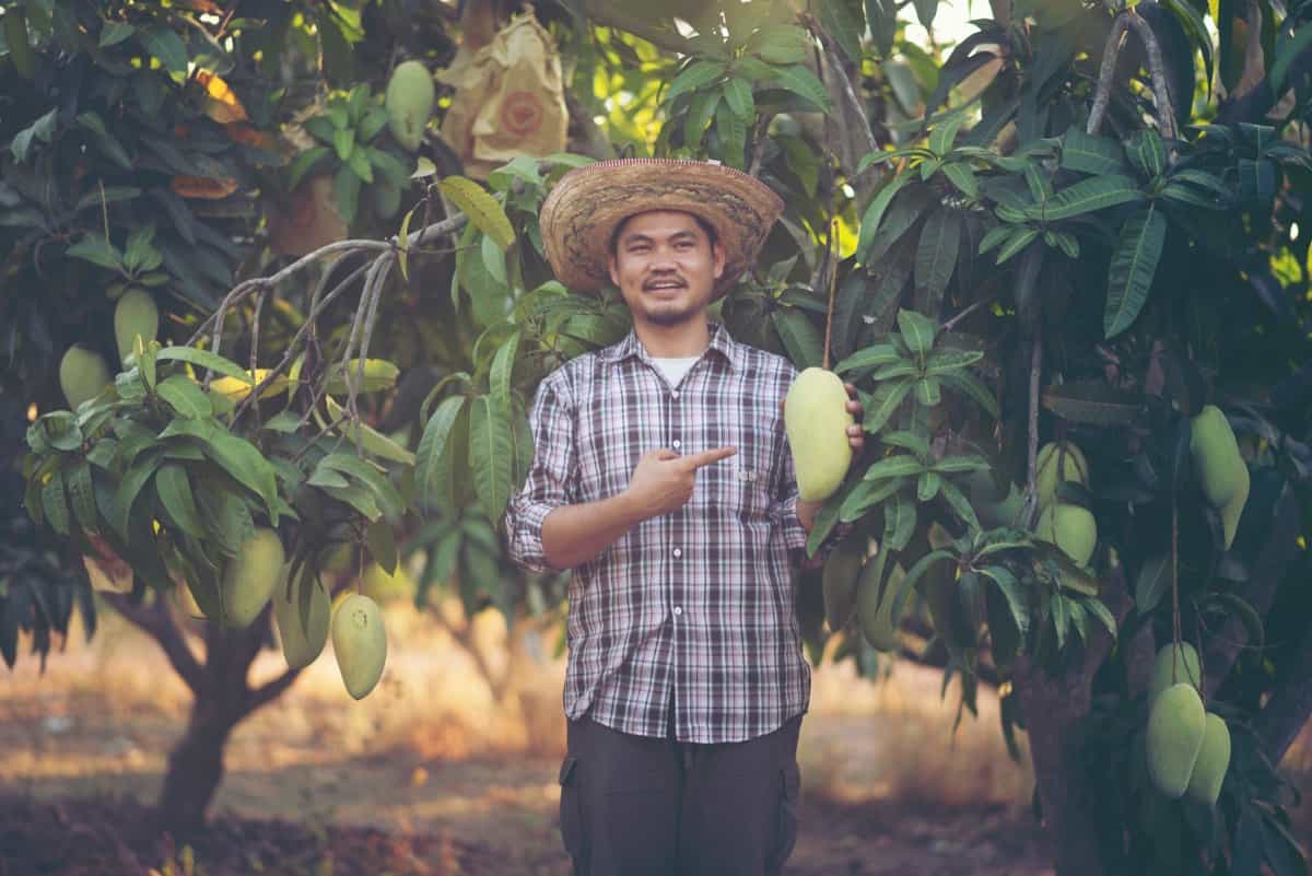  Asian farmer picking mangoes in a orchard