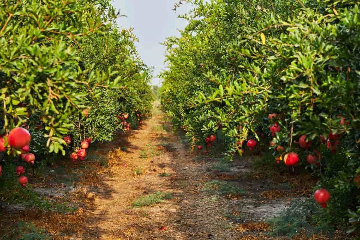 Mastering Pomegranate Farming