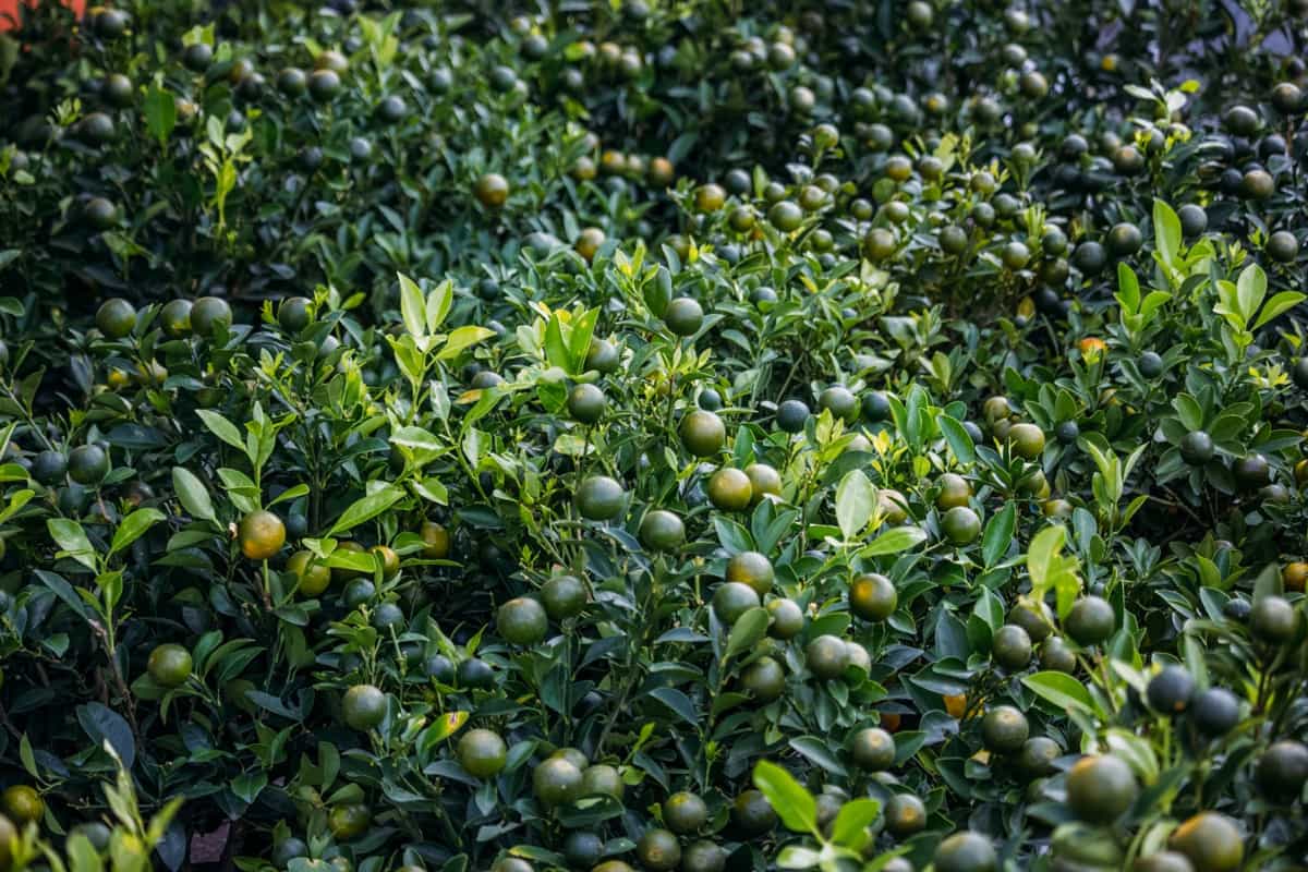 Maximizing Yields and Profit from Sweet Lime