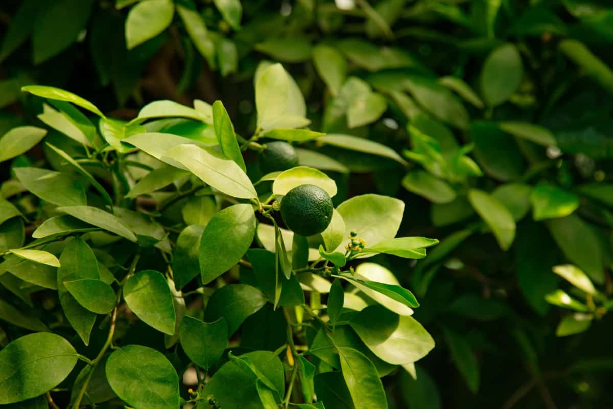 Sweet Lime Plant