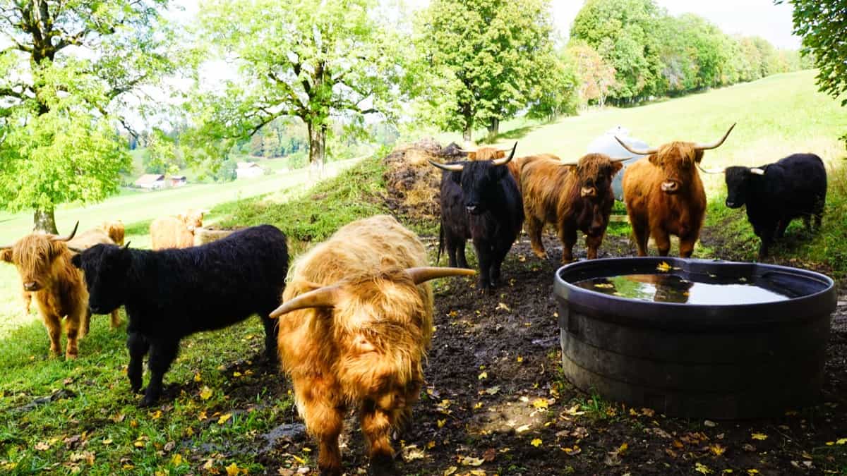 Herd of different colored yaks in a farm