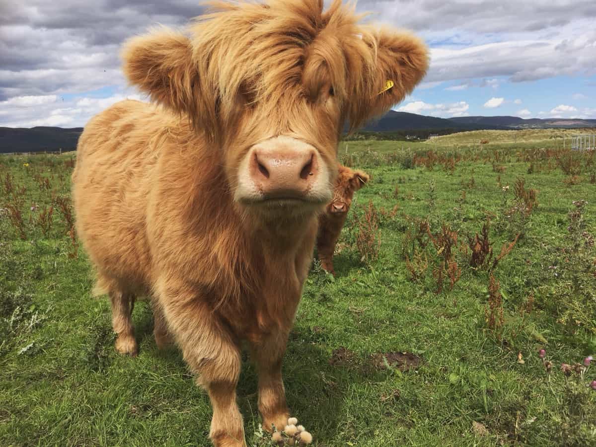 Inquisitive young Highland Cow