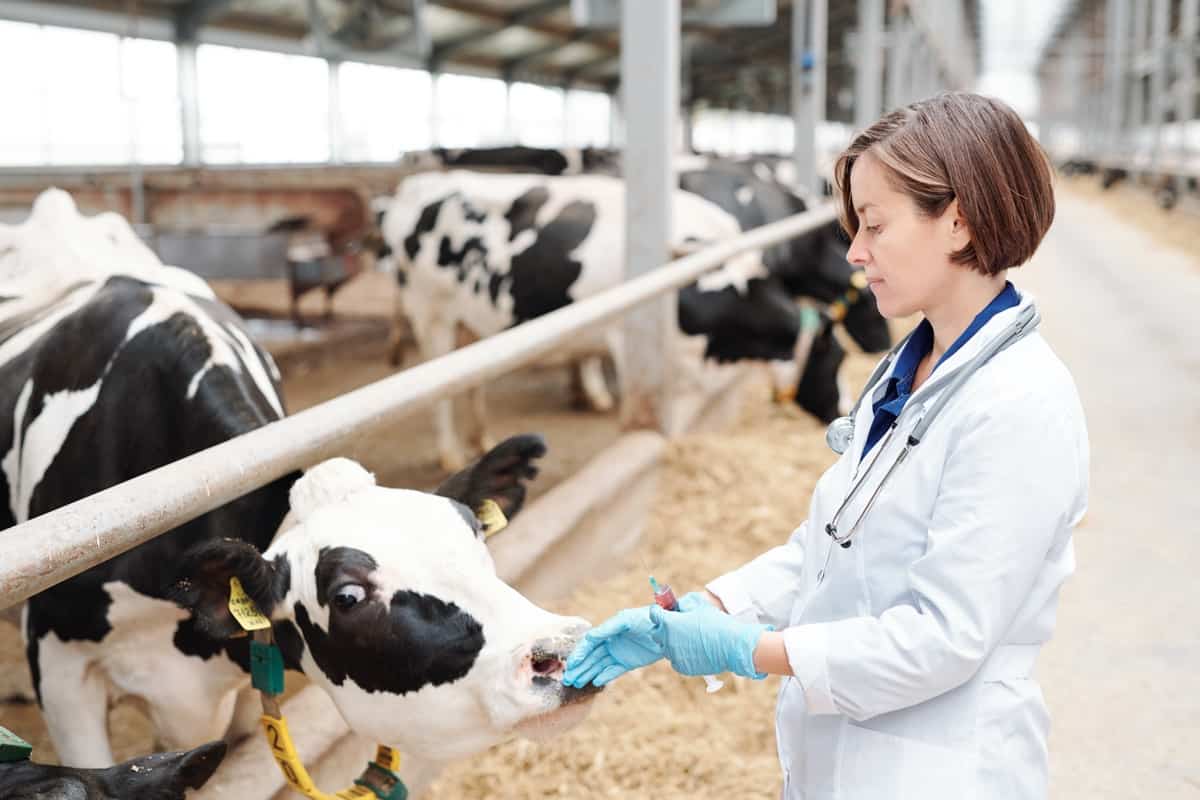 Dairy Cow Inspection and Disease Management