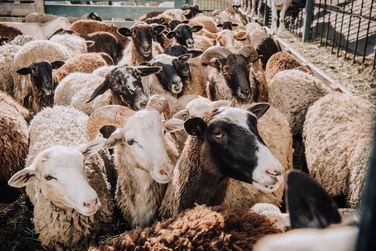 Modern Sheep Farming Technology