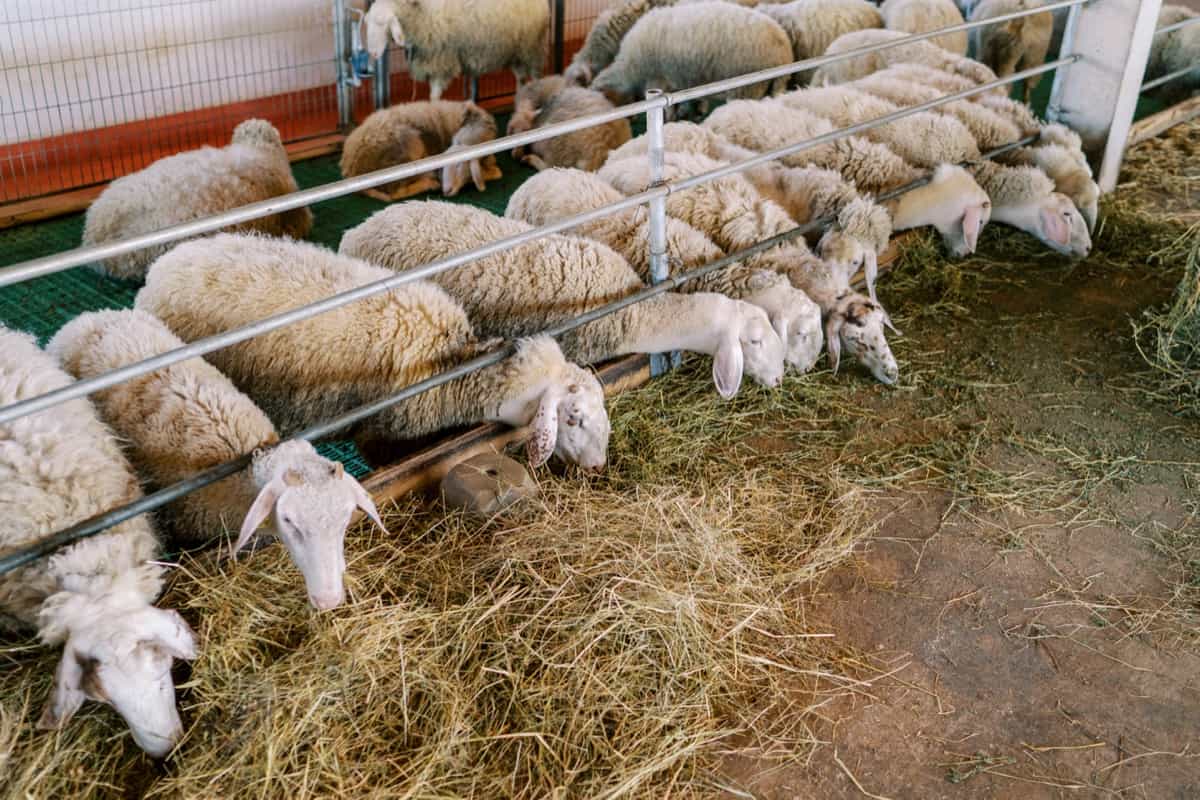 Flock of white sheep eating hay