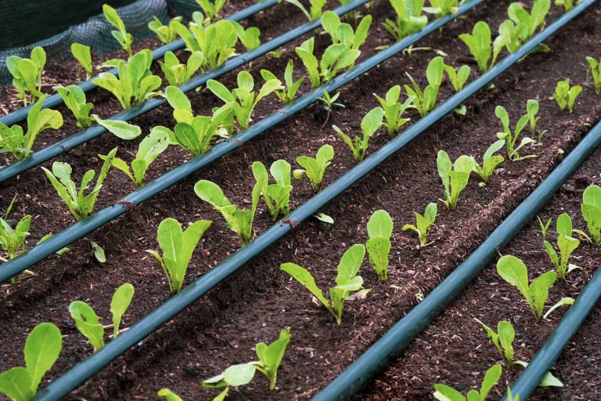 Lettuce vegetable gardening is growing with a drip irrigation system in a nursery plot