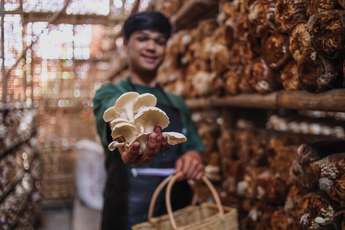 Mushroom Farming Business