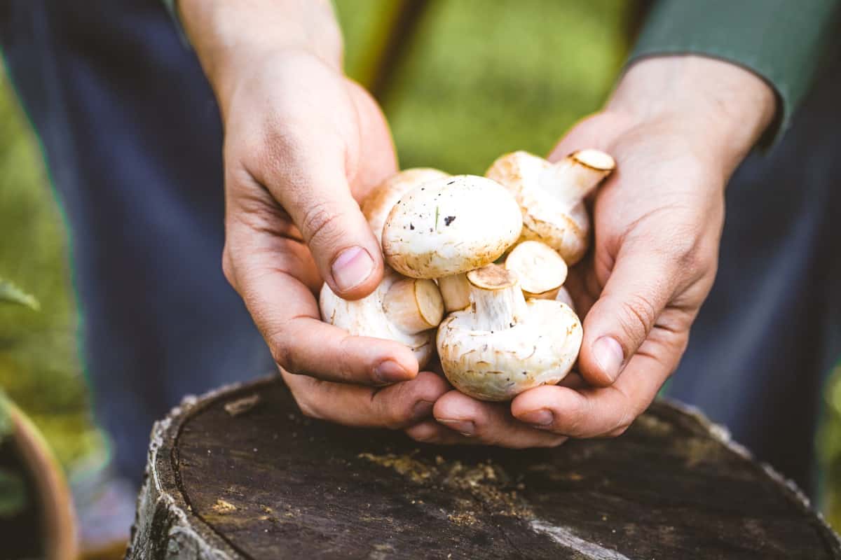 Harvesting Mushrooms