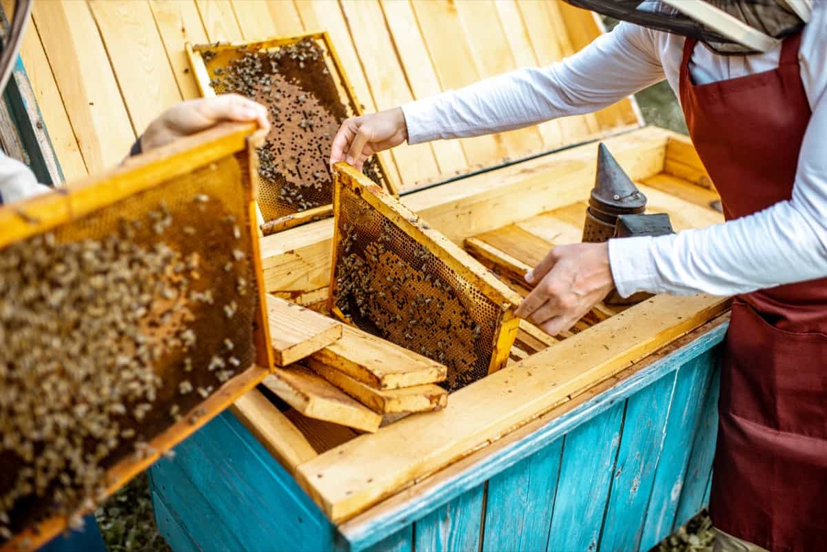 Beekeepers working with honeycombs