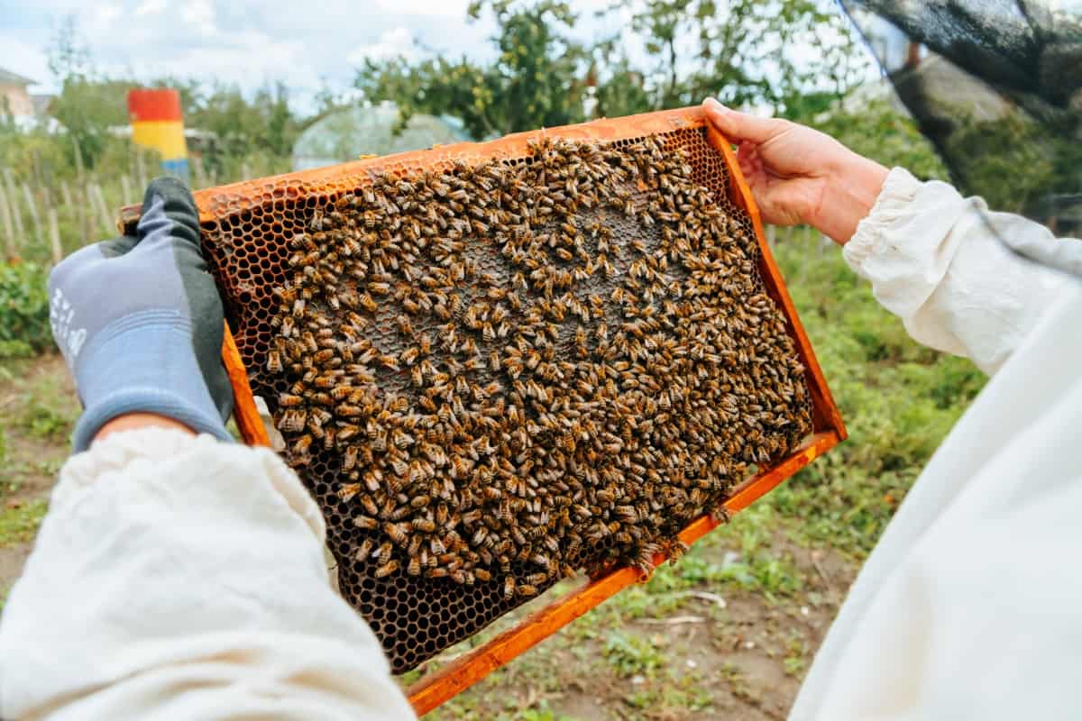 bee swarm sitting on honeycomb in honey frame