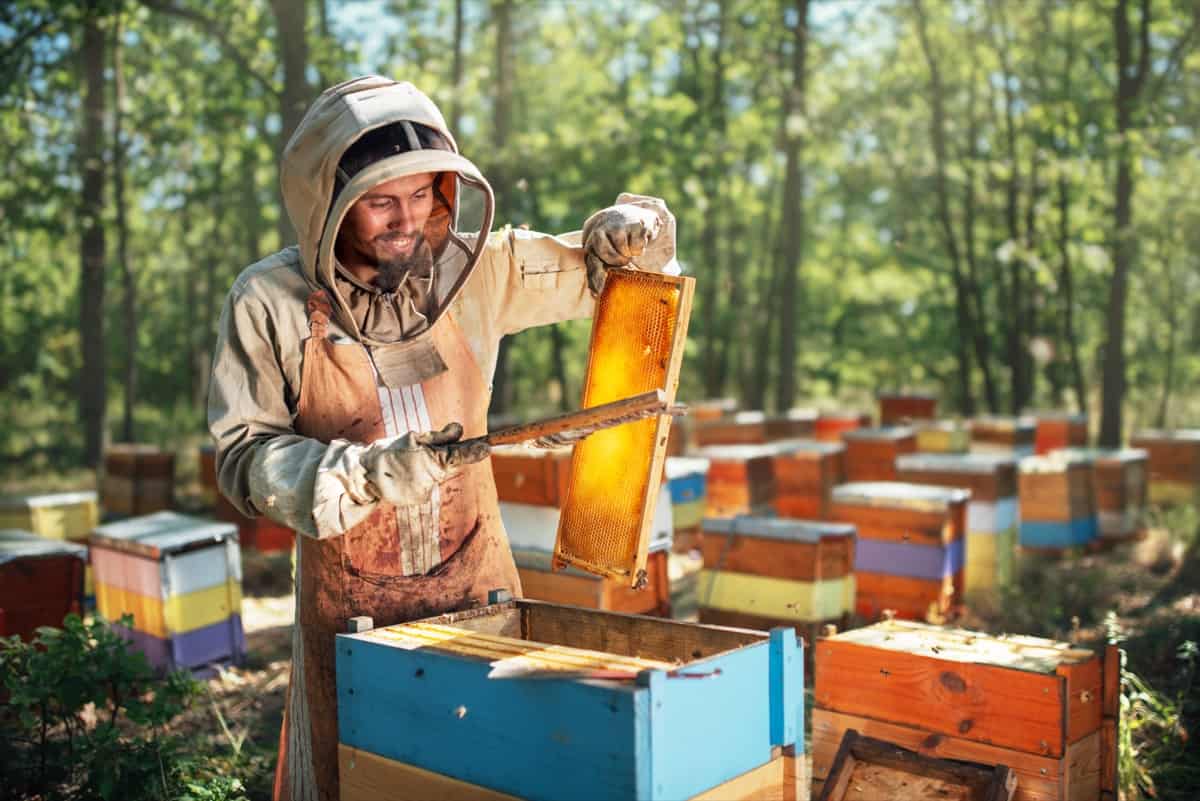 process of harvest honey in the apiary
