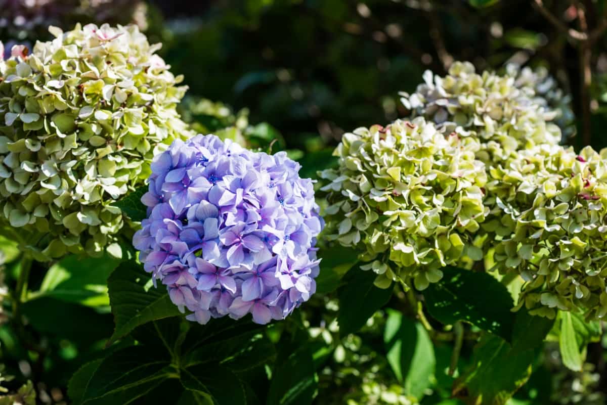 Natural Solutions for Hydrangea Problems