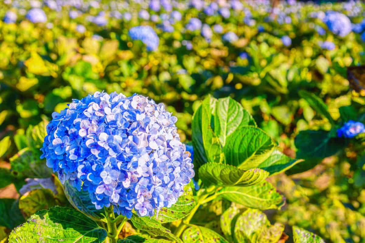 Blooming Blue Hydrangeas