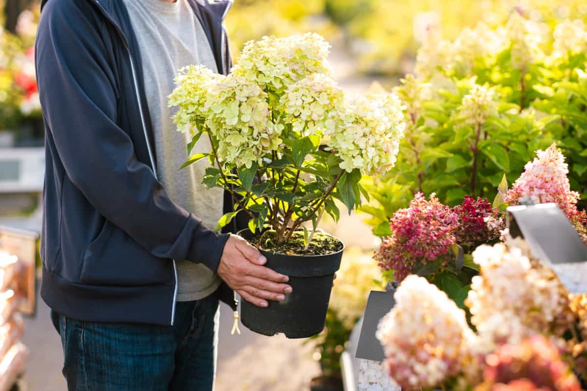 Buying Hydrangea Flower