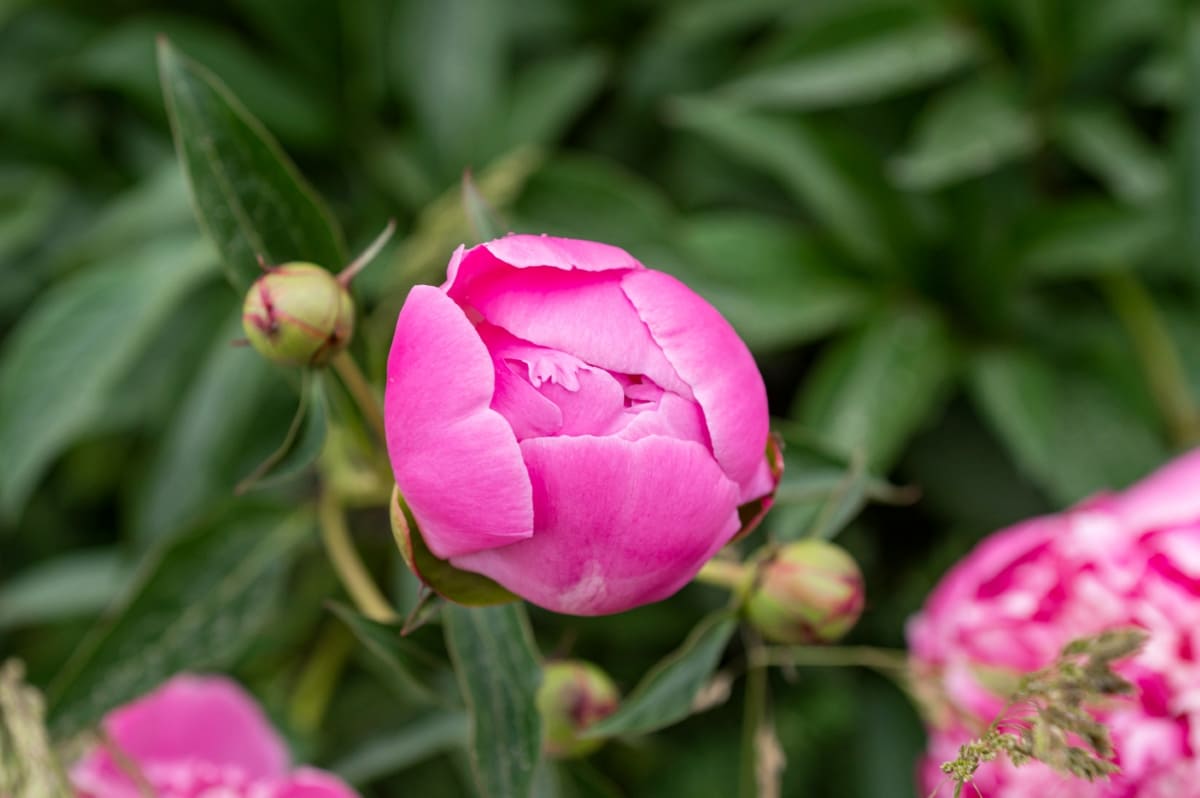 Natural Solutions for Peony Leaf and Flower Problems