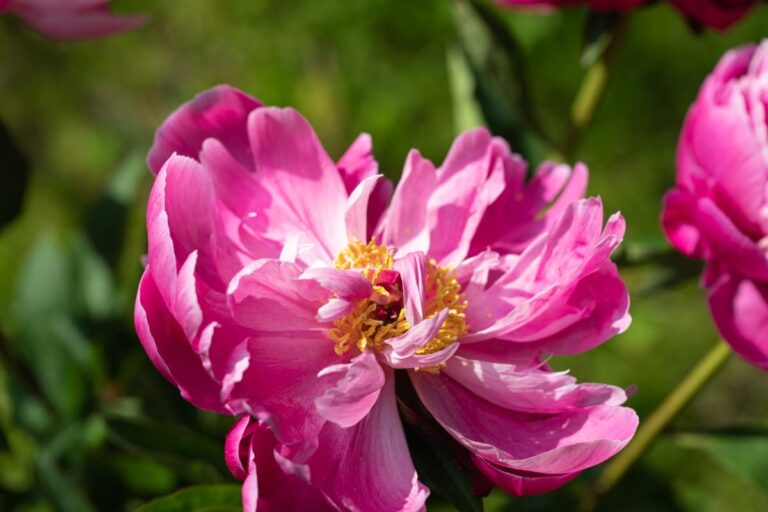 Natural Solutions for Peony Leaf and Flower Problems: 100% Effective Remedies