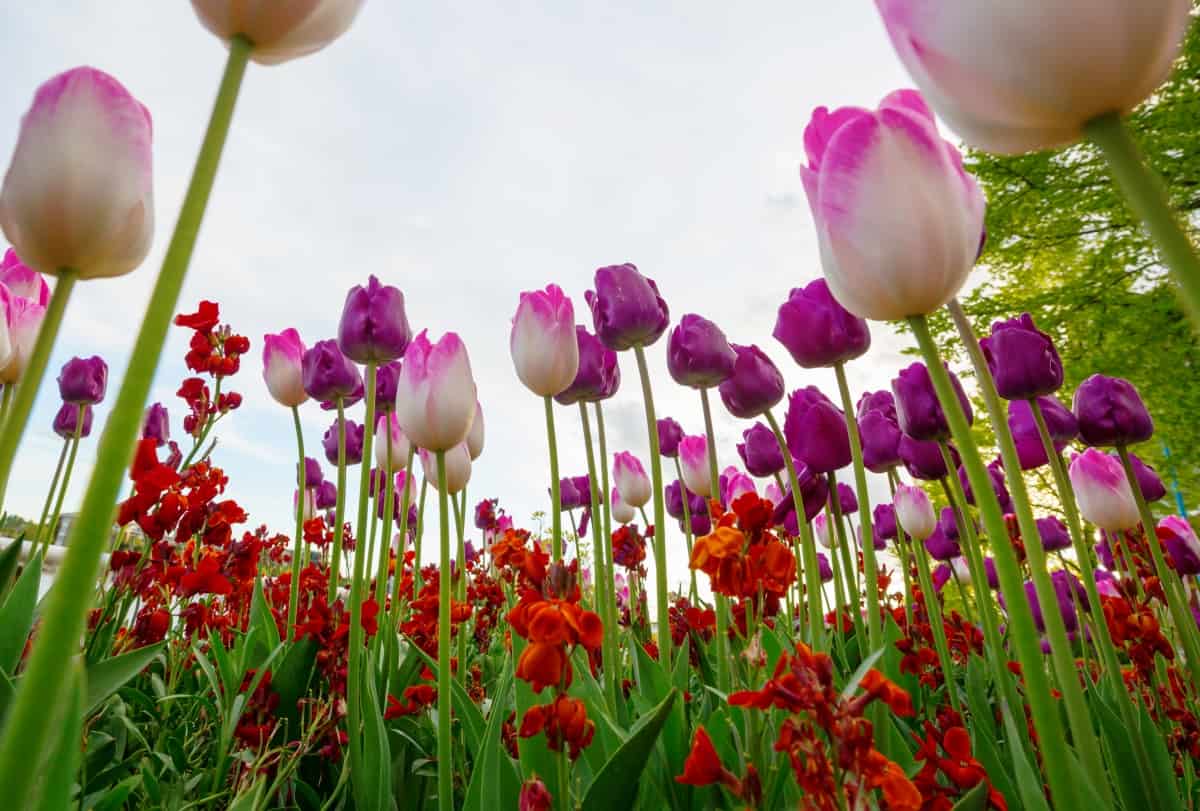 Natural Solutions for Tulip Problems