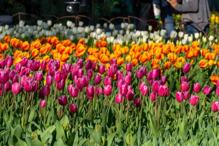 Natural Solutions for Tulip Problems: 100% Effective Remedies for Leaf and Bulb-Related Issues