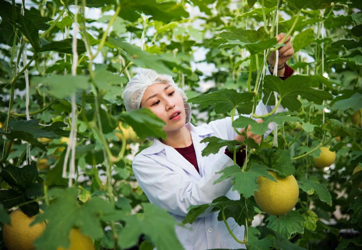scientist studying plants and fruits