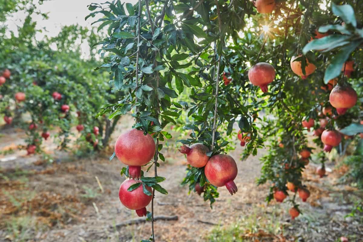 Plantation of pomegranate trees in the harvest season