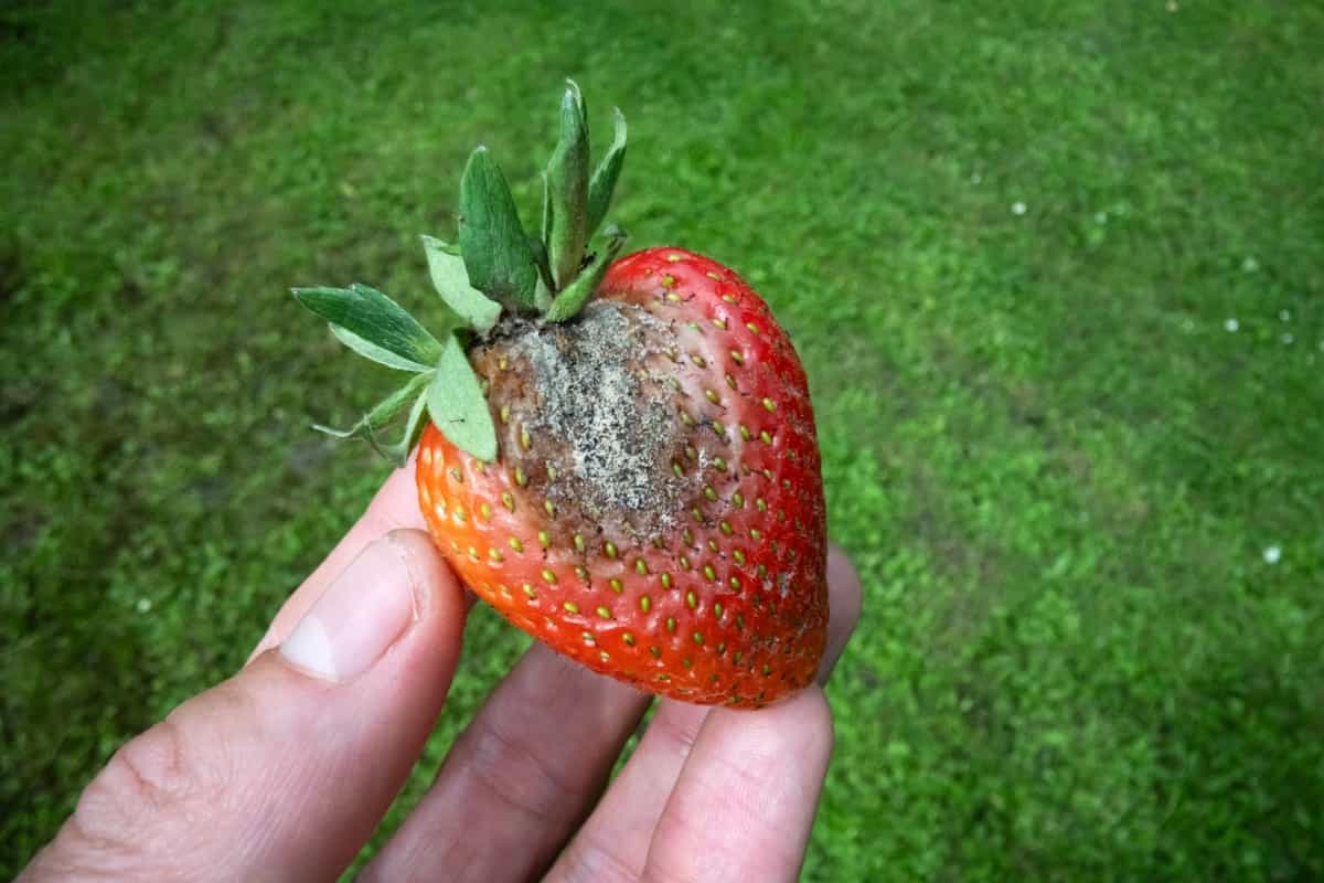 Rotten strawberry fruit with mould