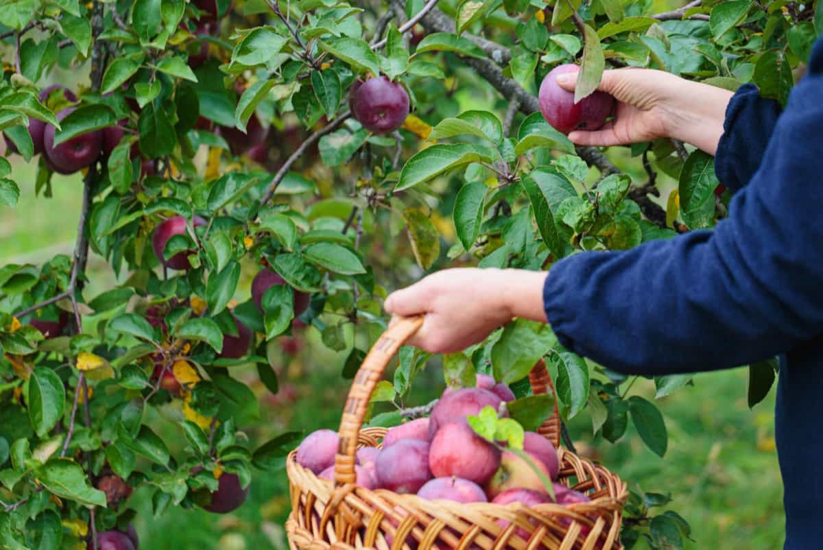 harvesting apples from the garden
