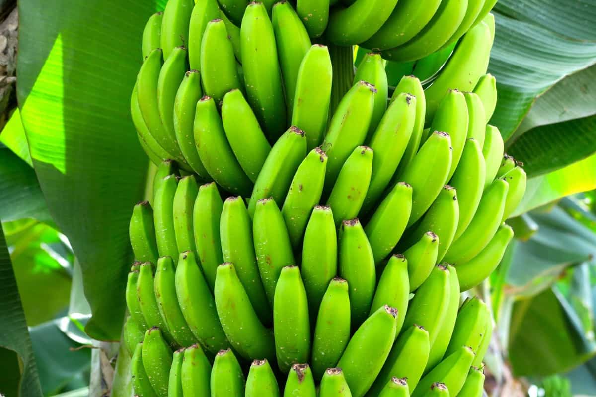 Nendran Banana Production in India