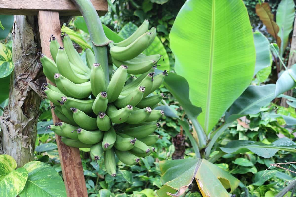 Nendran Banana