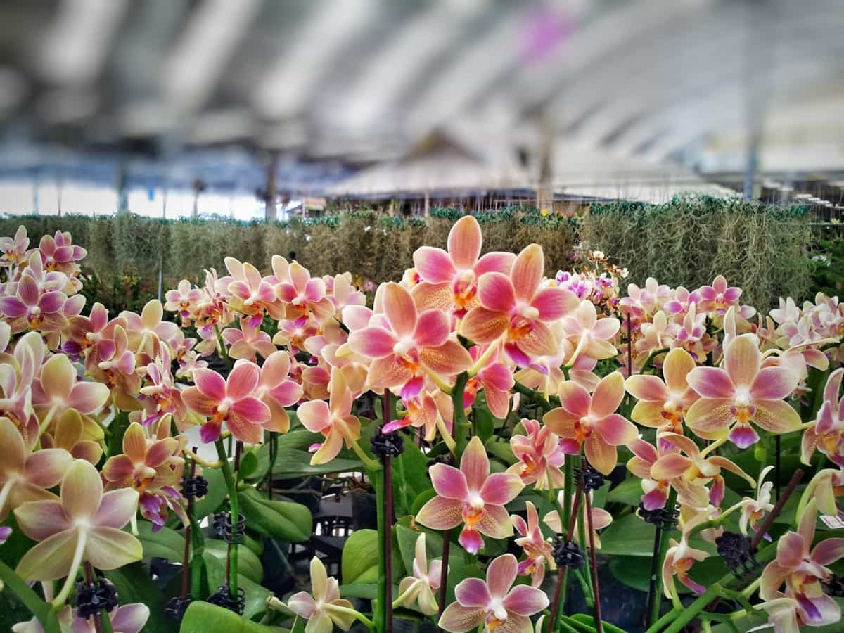 Orchid Farming Business Plan