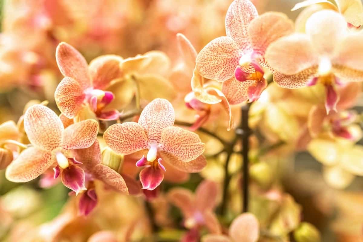 Orchid Farming