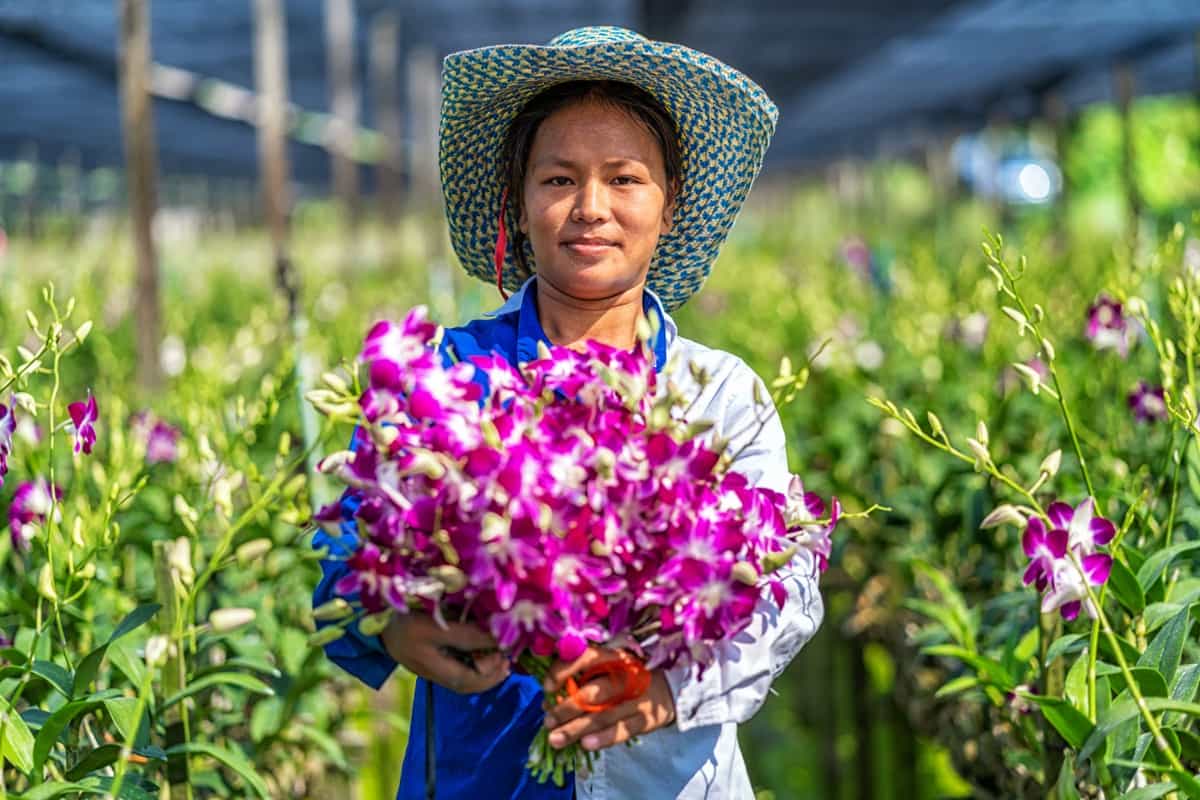 Pink Orchid Farming