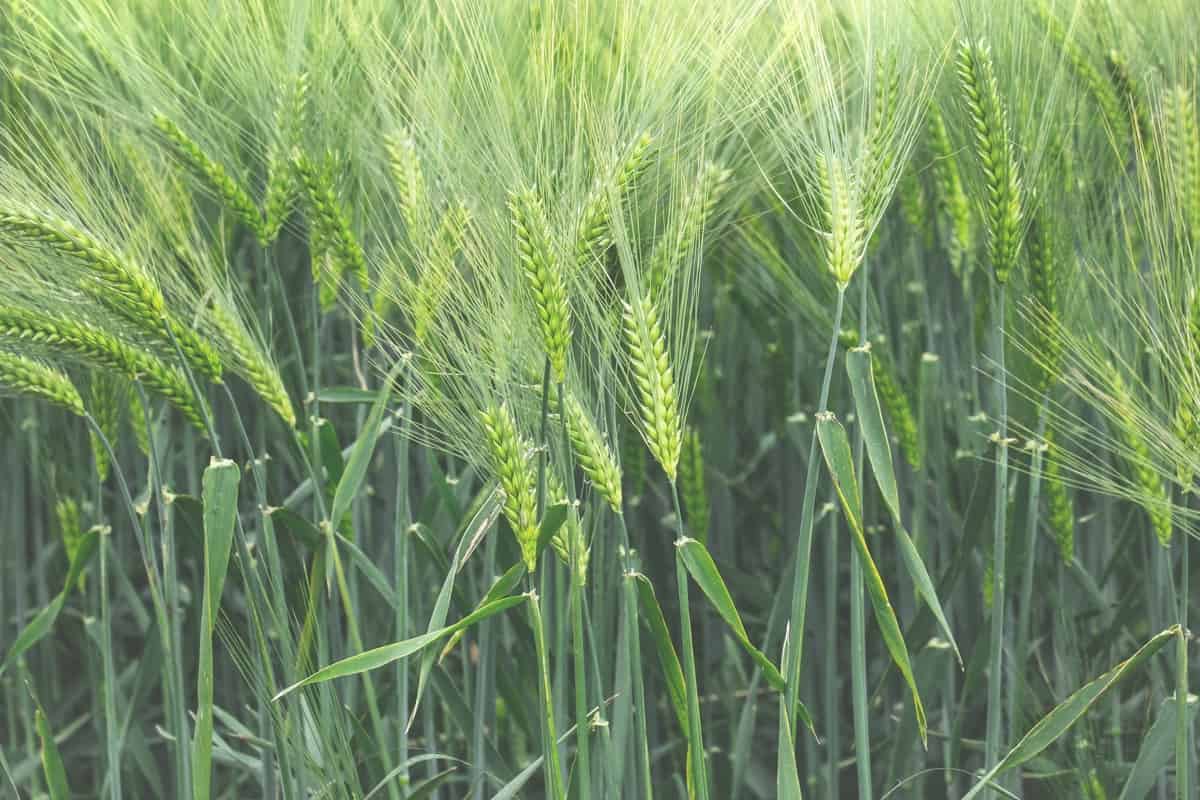 Barley Cultivation