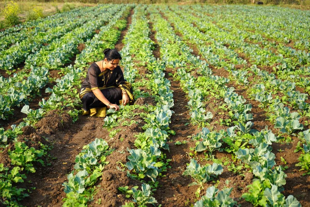 Indian farmer working in an cabbage organic farm