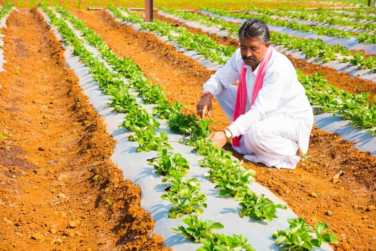 Indian farmer working at strawberry farm