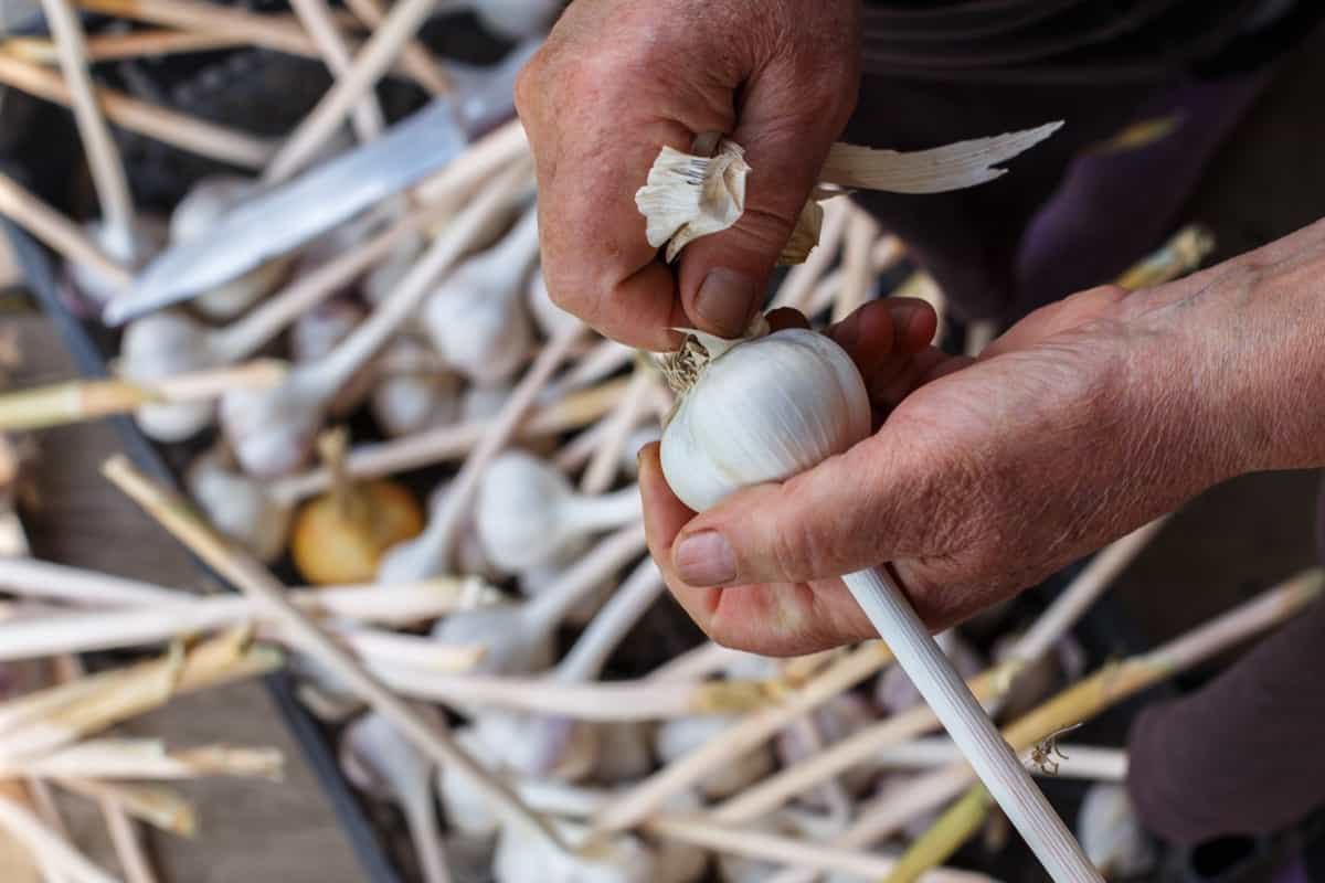 Organic Garlic Farming